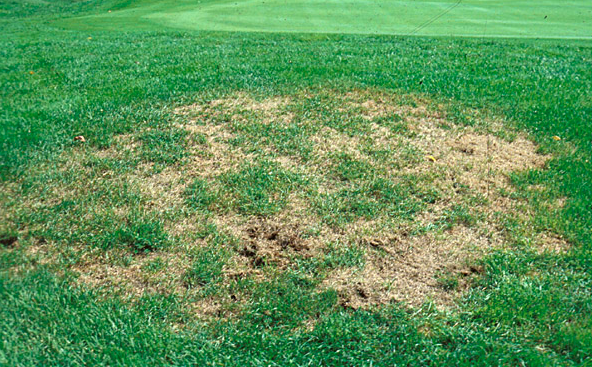 Example of Grub damage to Michigan Lawn