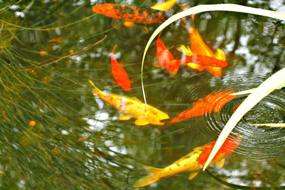 MNLA Tour - Goldfish pond
