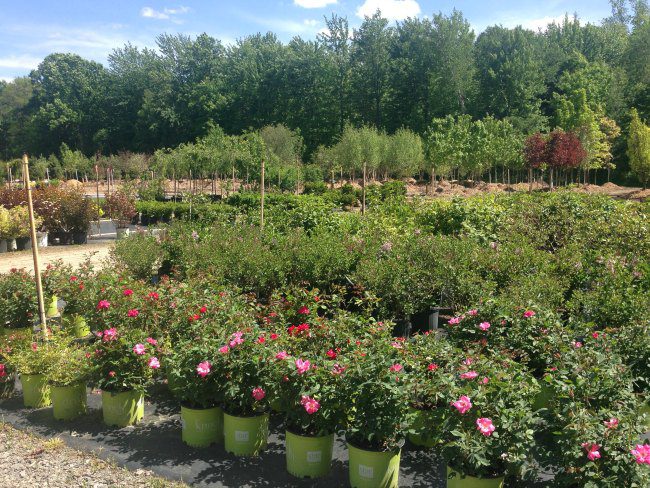 Landscape Nursery Midland MI