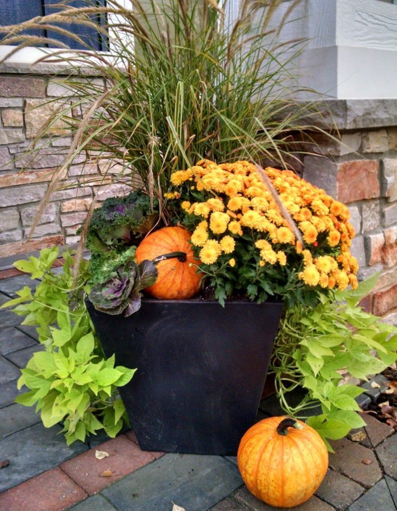 Pumpkin Mums container garden