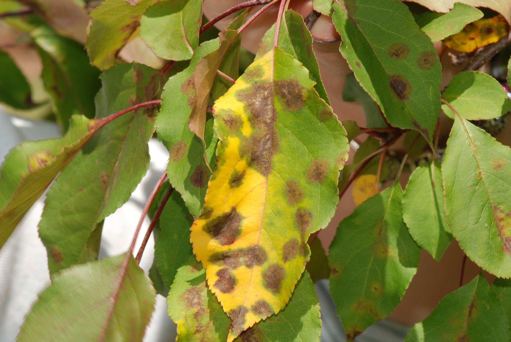 Be on the Lookout for Apple Scab, Mildew and Spruce Needle Cast