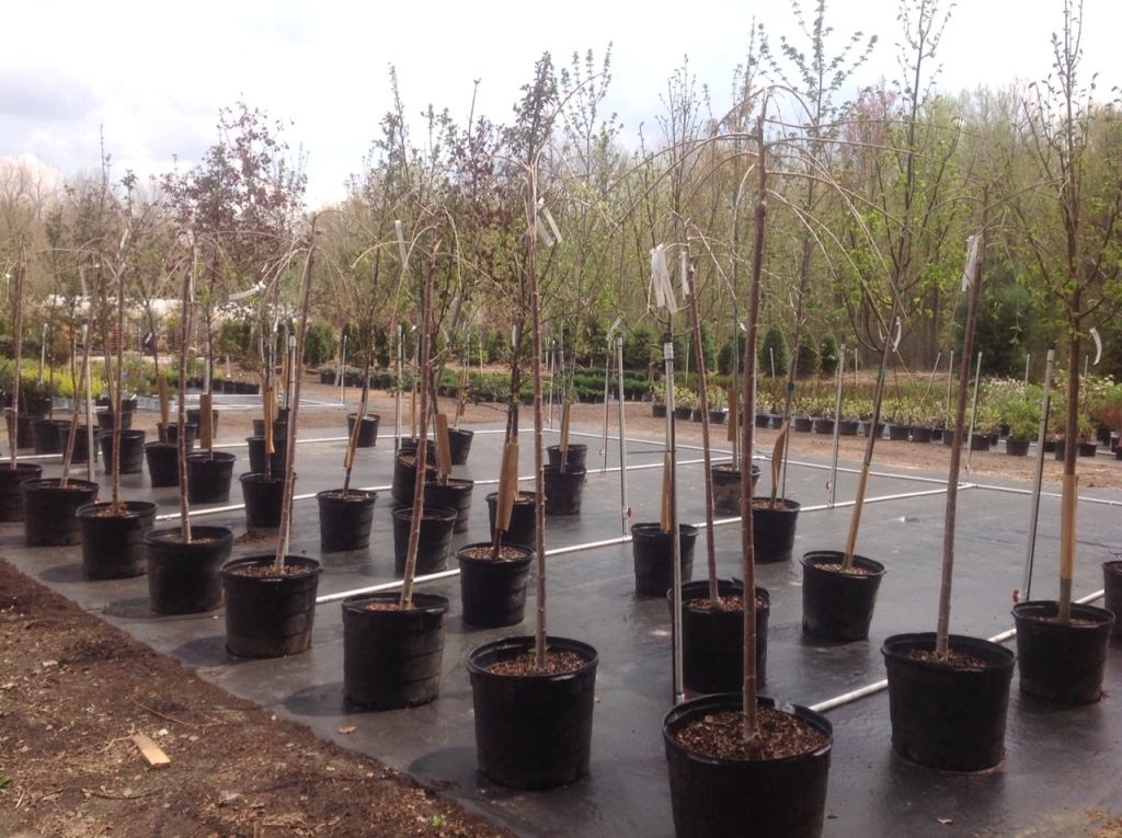 150 Years, 150 Trees!  Congratulations St. John’s Episcopal!