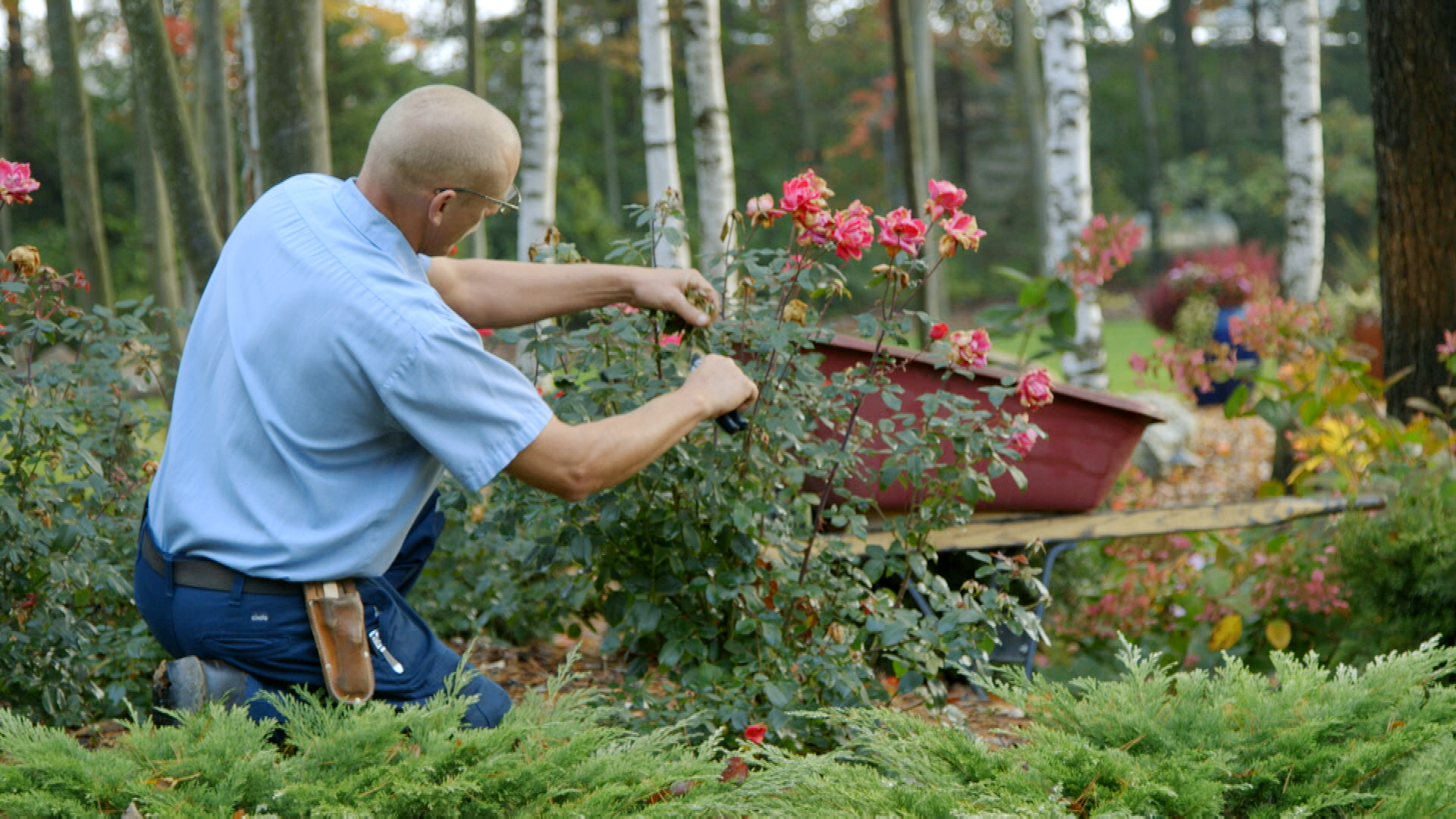 Mid to Late Summer Shrub Pruning