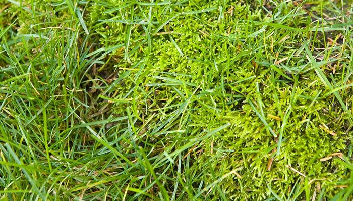 Stop moss from taking over your lawn.