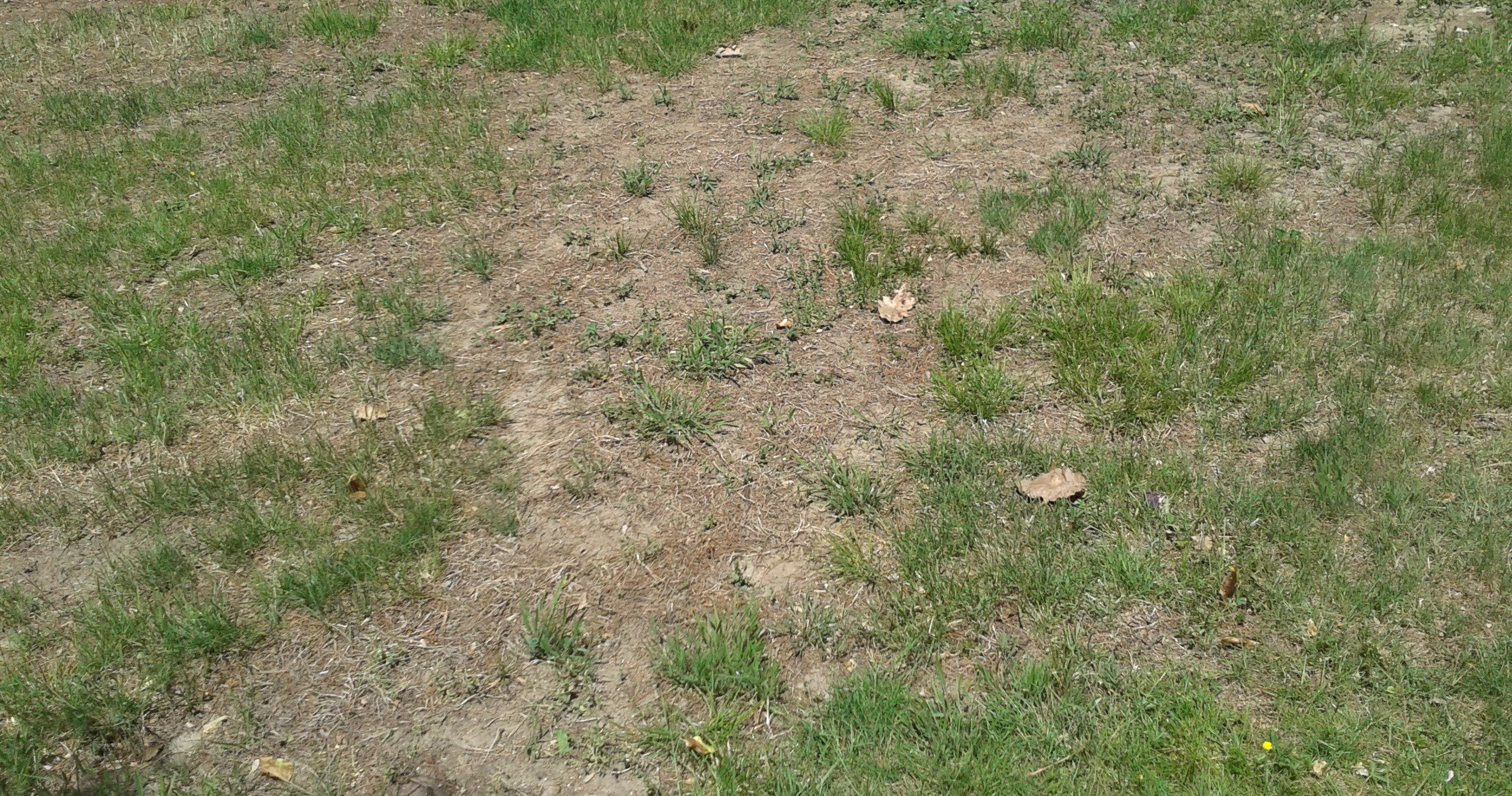 Bare Spots in Lawn