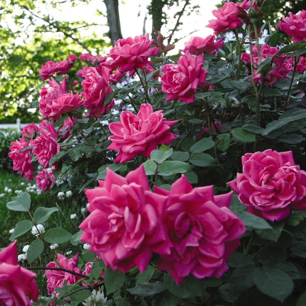 5 Steps to Healthy, Beautiful Roses