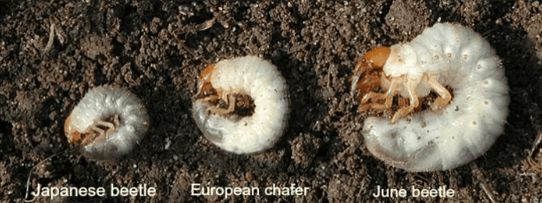 Grub Damage is On the Rise in 2025!