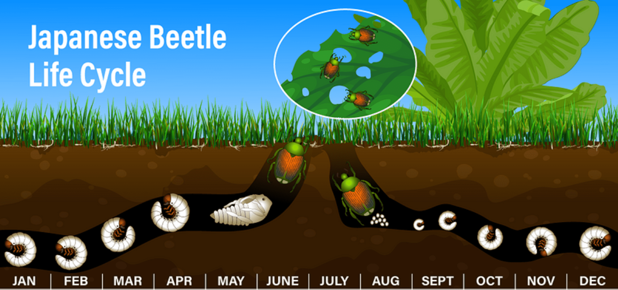 Grub Life Cycle