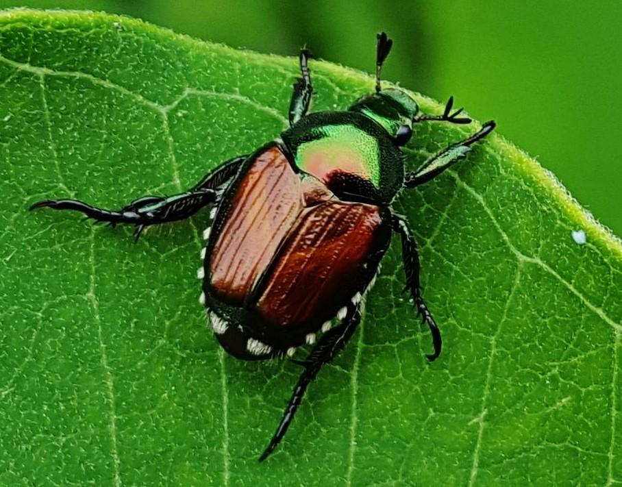 Grub Damage This Spring? Japanese Beetles Are Next — What to Watch for in Mid-Michigan