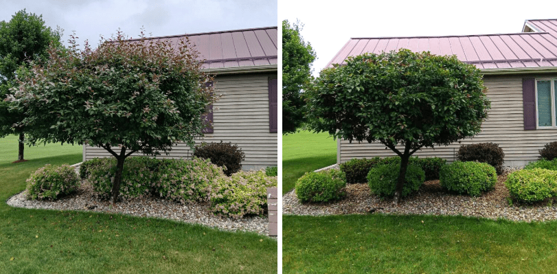 Can you prune plants in summer?