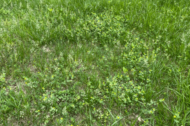 Why Do I Have So Many Weeds in My Yard? What Can I Do to Get Rid of Them?