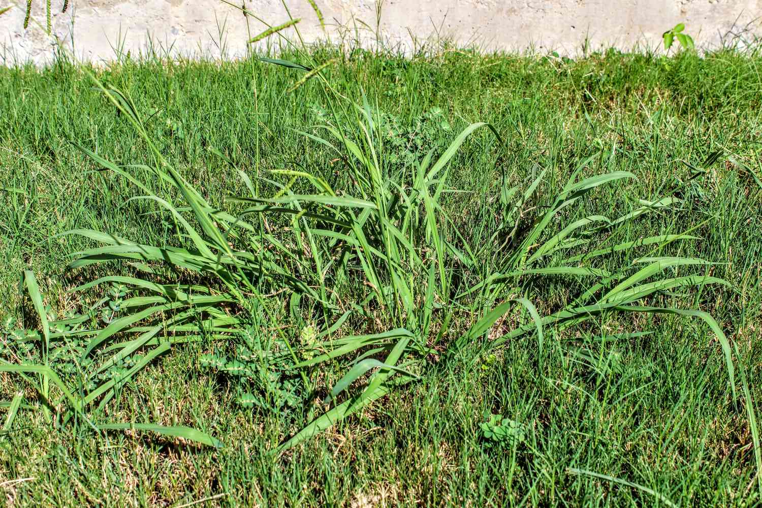 Why Do I Have So Many Weeds in My Lawn This Year—And What Can I Do to Get Rid of Them?