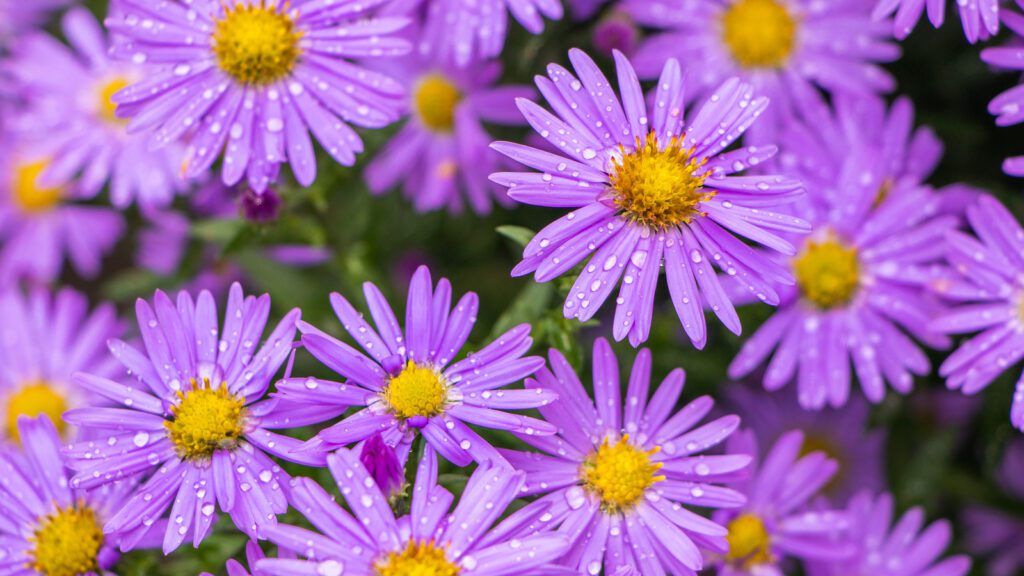 What Plants Can I Add in My Garden That Look Beautiful in Fall?