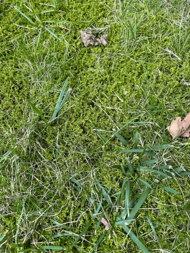 How to Remove Moss from Your Lawn (and Keep It from Coming Back)