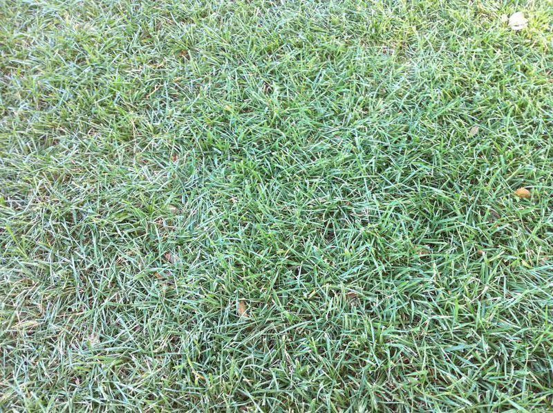 lawn drought stress