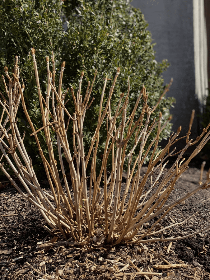 is my hydrangea dead?